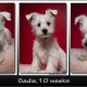 Saide 10 Wks